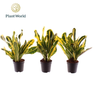 Croton Mammi Yellow kopstek 7 cm