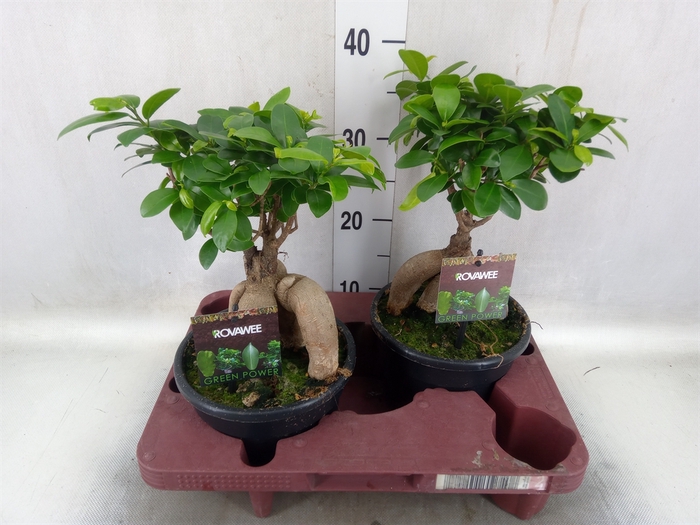 Ficus microcarpa 'Ginseng'