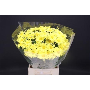 Leuc Margriet Yellow