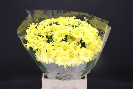 <h4>Leuc Margriet Yellow</h4>