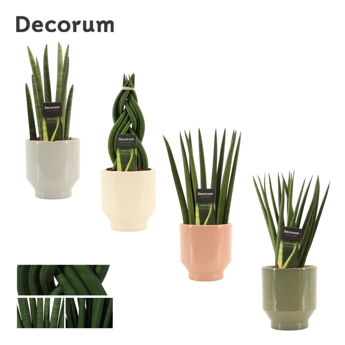 <h4>Sansevieria cylindrica 12 cm mix in Pato (Deco-collection)</h4>