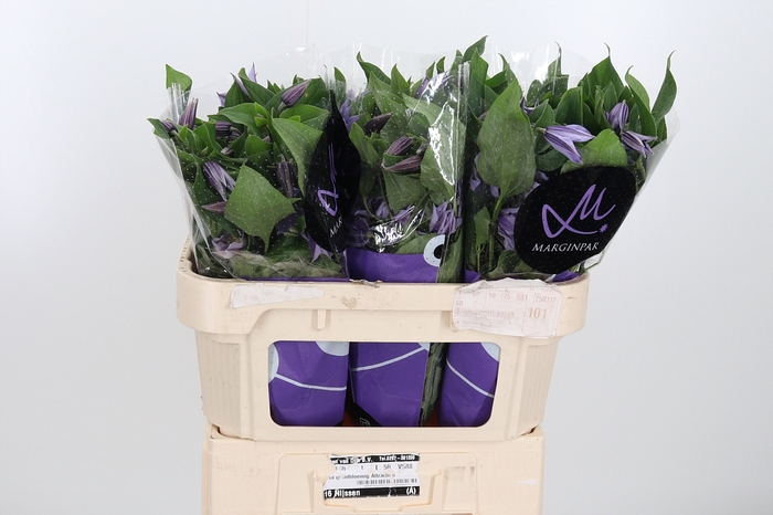 <h4>Clem Star River Lavendel</h4>