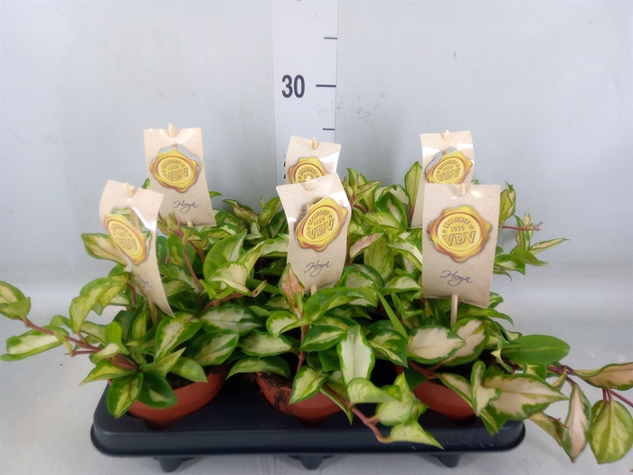 <h4>Hoya carnosa 'Tricolor'</h4>
