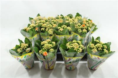 <h4>ORANJE MINI KALANCHOE</h4>