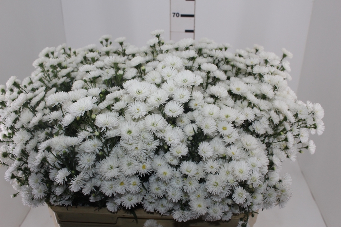 <h4>ASTER MARIANA MAÇO</h4>