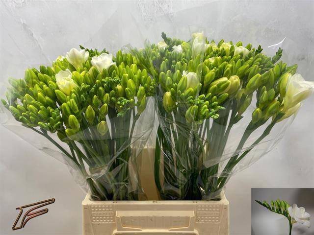 <h4>FR DU VERSAILLES</h4>