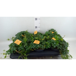 Parthenocissus inserta