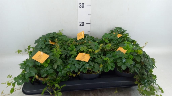 Parthenocissus inserta