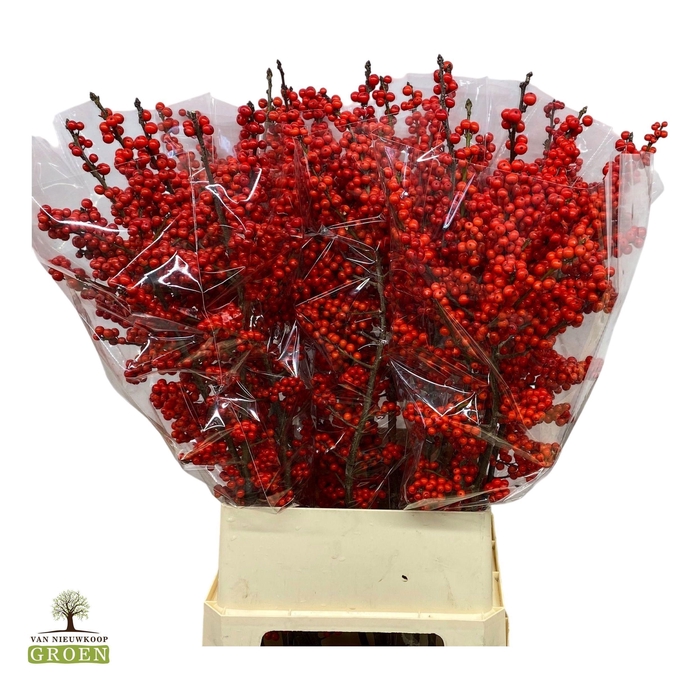 <h4>ILEX VE RODE BES</h4>