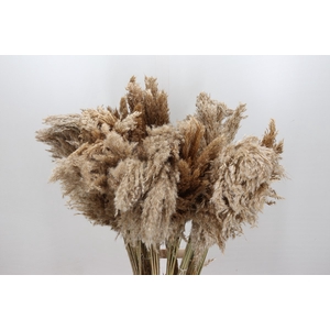 Dried Cortaderia Naturally