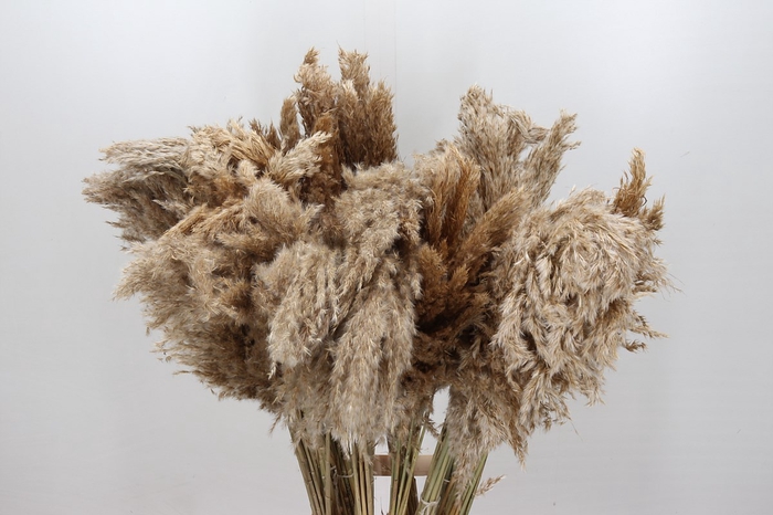 Dried Cortaderia Naturally