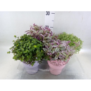 Arr.   Kamerplant Groen L%