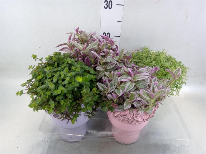 <h4>Arr.   Kamerplant Groen L%</h4>