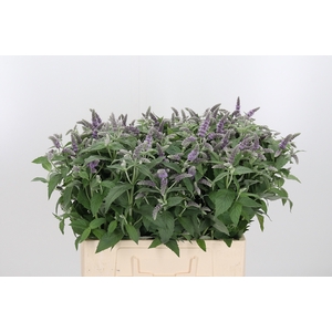 Mentha Silver Queen