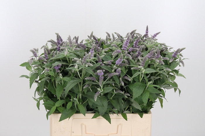 <h4>Mentha Silver Queen</h4>