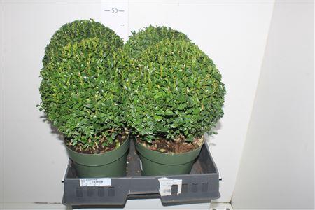 <h4>Buxu Sempervirens</h4>