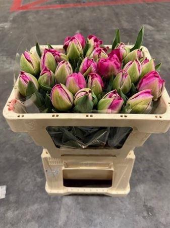 <h4>Tu Du Mumbai</h4>