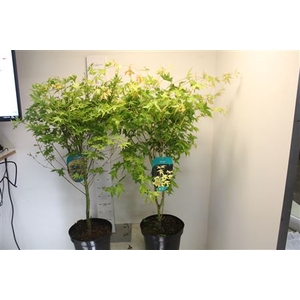 Acer Pal Bi Hoo