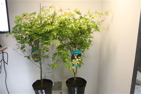 <h4>Acer Pal Bi Hoo</h4>
