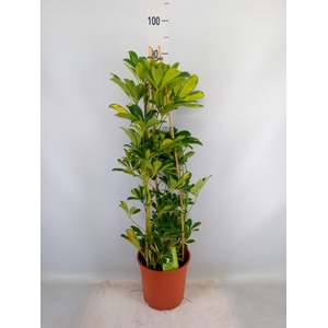 Schefflera arbor. 'Gold Capella'