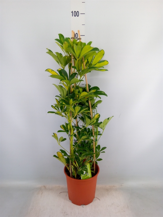 <h4>Schefflera arbor. 'Gold Capella'</h4>