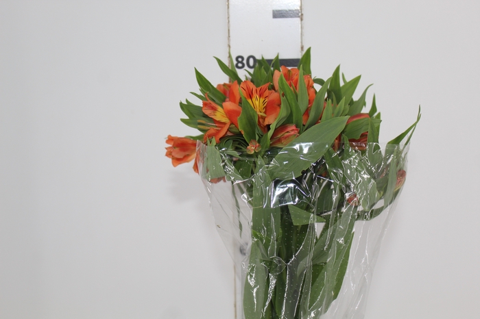 <h4>ALSTROEMERIA ORANGE QUEEN 080 CM</h4>