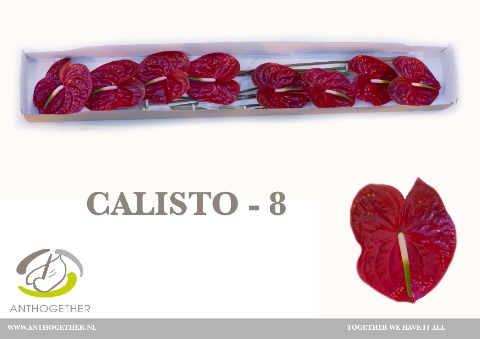 <h4>ANTH A CALISTO 8 small pack</h4>