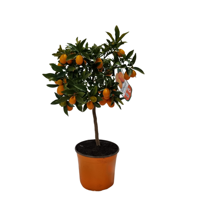 <h4>Citrus hystrix</h4>