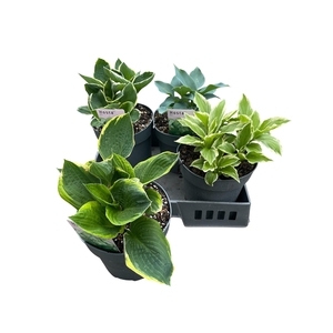HOST OV