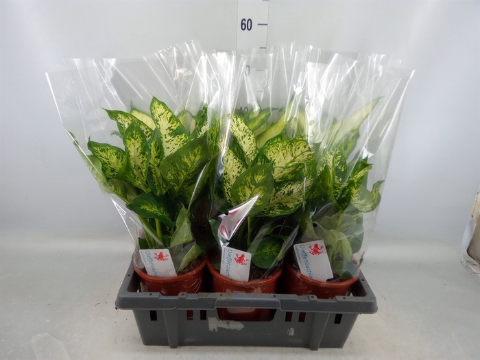 <h4>Dieffenbachia   ...mix</h4>