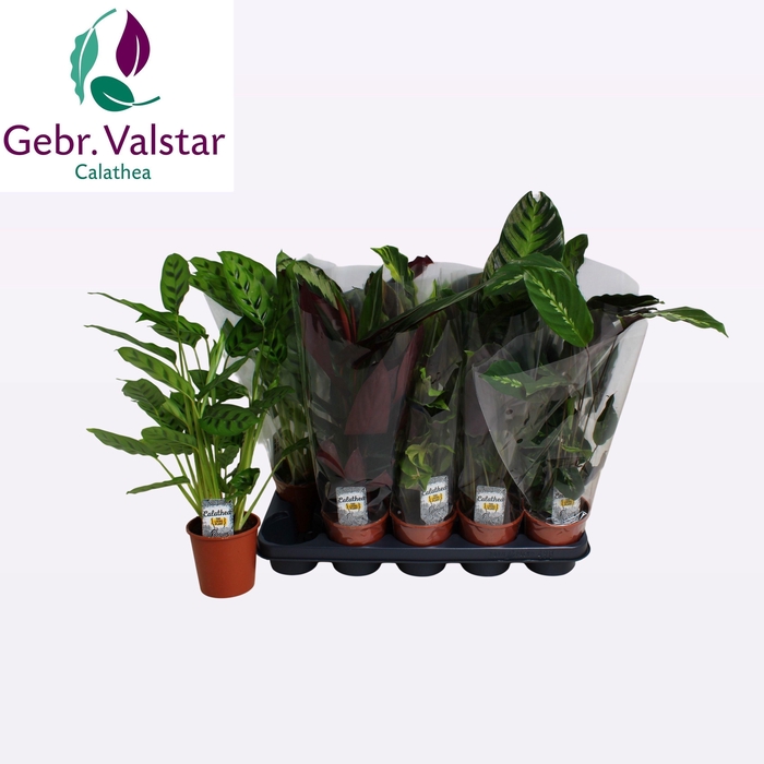 <h4>CALAT GEM 5 SRT</h4>