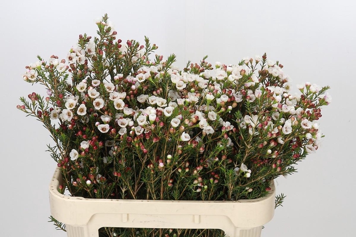 <h4>Chamelaucium Moonlight Delight</h4>
