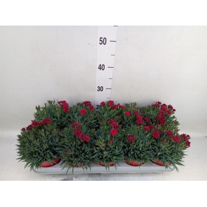 Dianthus car. 'Peman Red'