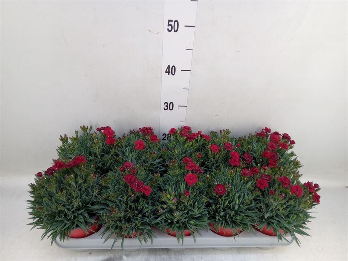 <h4>Dianthus car. 'Peman Red'</h4>