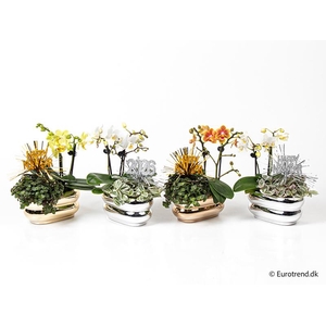 E 3618 Phal + green mix