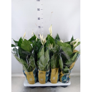 Spathiphyllum  'Sweet Ricardo'