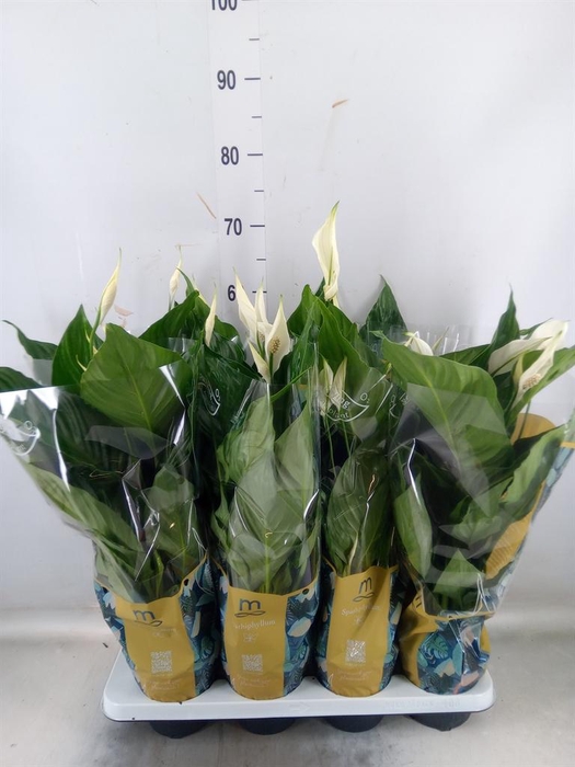 <h4>Spathiphyllum  'Sweet Ricardo'</h4>