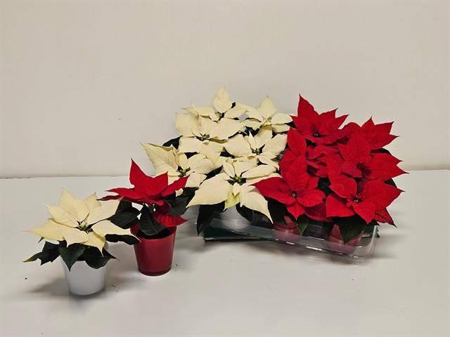 <h4>EUPHOR P GEM 2KL</h4>