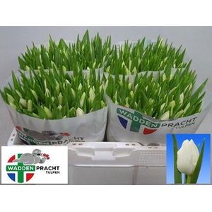 Tulipa si polar bear