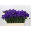 Limonium Sinuatum Navy Sun Birds