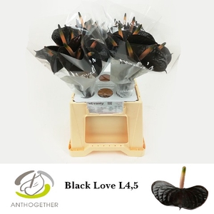 Anthurium Black Love