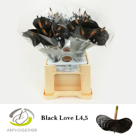 Anthurium Black Love