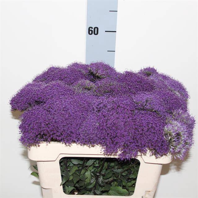 <h4>TRACH SUPREME PURPLE</h4>