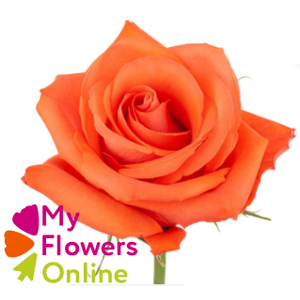 R Gr Alive Orange 50cm CO