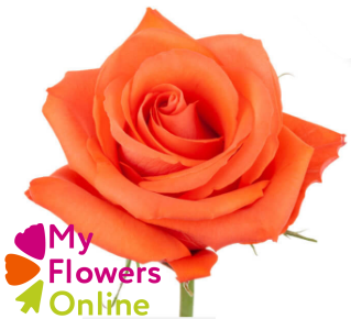 <h4>R Gr Alive Orange 50cm CO</h4>
