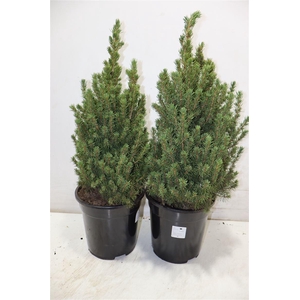 Picea Gl Conica