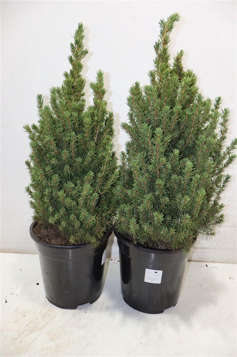 <h4>Picea Gl Conica</h4>