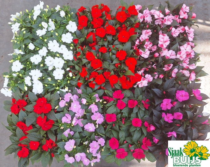 <h4>IMPAT NG GEM 6 KL</h4>