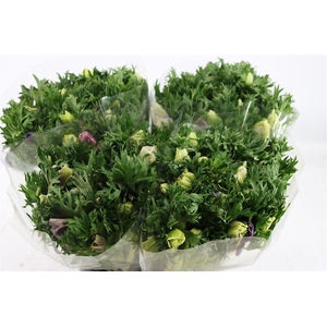 Anem Marianne Pastel