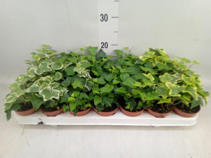 <h4>Hedera   ...mix</h4>